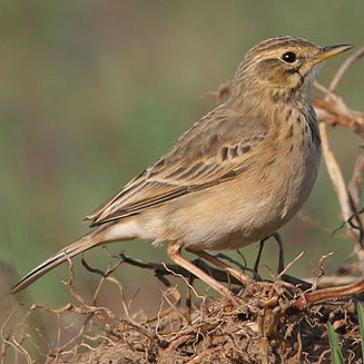 Anthus cinnamomeus (African pipit, Grassveld pipit) 