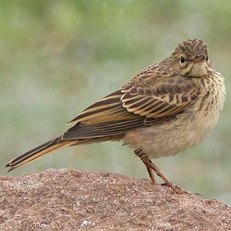 Anthus leucophrys (Plain-backed pipit)