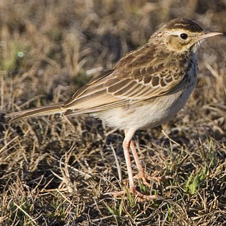 Anthus pseudosimilis (Kimberley pipit) 
