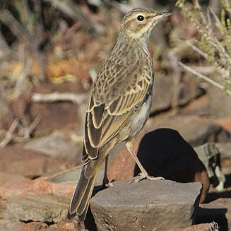 Anthus similis (Long-billed pipit)&nbsp;
