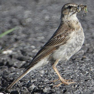 Anthus nyassae (Wood pipit)