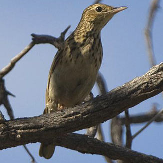 Anthus caffer (Bushveld pipit)&nbsp;