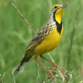 Macronyx croceus (Yellow-throated longclaw)