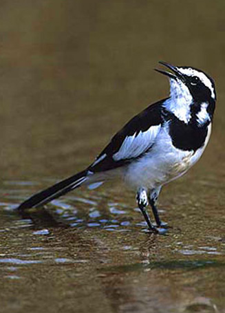 Motacilla aguimp (African pied wagtail) 