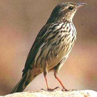 Anthus lineiventris (Striped pipit) 