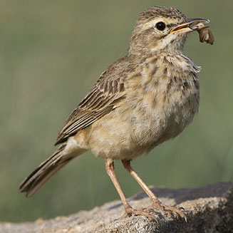 Anthus similis (Long-billed pipit)