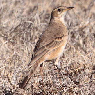 Anthus longicaudatus (Long-tailed pipit)