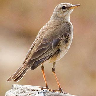 Anthus leucophrys (Plain-backed pipit)