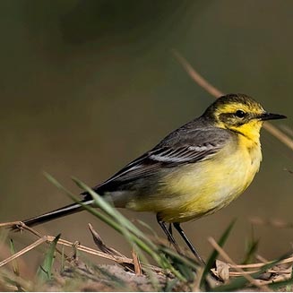 Motacilla flava (Yellow wagtail) 