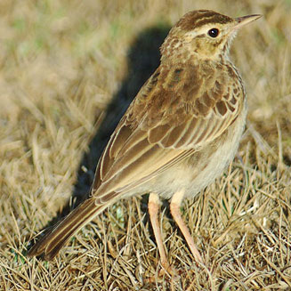 Anthus pseudosimilis (Kimberley pipit) 