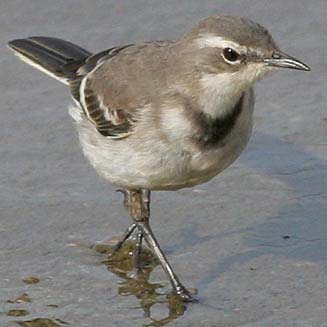 Motacilla capensis (Cape wagtail)