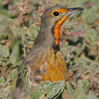 Macronyx capensis (Cape longclaw, Orange-throated longclaw) 