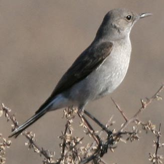 Cercomela schlegelii (Karoo chat)