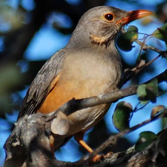 Turdus libonyanus (Kurrichane thrush) 