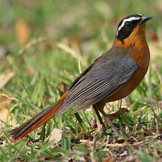 Cossypha heuglini (White-browed robin-chat, Heuglins robin)