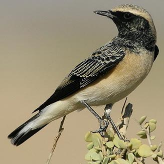 Oenanthe pleschanka (Pied wheatear)