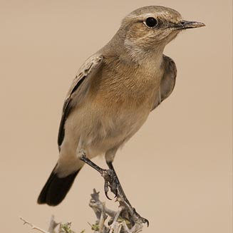 Oenanthe isabellina (Isabelline wheatear) 