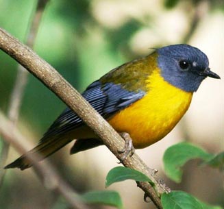 Pogonocichla stellata (White-starred robin, Starred robin)