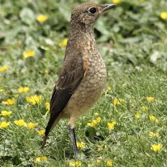 Monticola explorator (Sentinel rock-thrush)