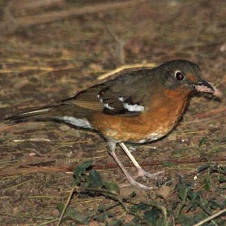 Zoothera gurneyi (Orange ground-thrush, Orange thrush)