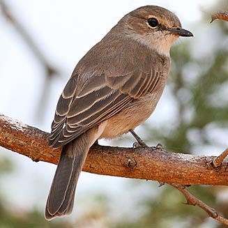 Bradornis pallidus (Pale flycatcher, Pallid flycatcher) 
