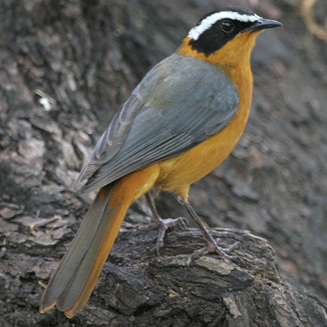 Cossypha heuglini (White-browed robin-chat, Heuglins robin) Cossypha heuglini (White-browed robin-chat, Heuglins robin) 