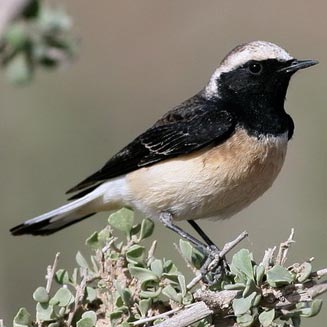Oenanthe pleschanka (Pied wheatear)