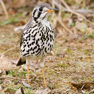 Psophocichla litsitsirupa (Groundscraper thrush) 
