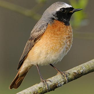 Phoenicurus phoenicurus (Common redstart, Eurasian redstart)
