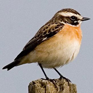 Saxicola rubetra (Whinchat) 