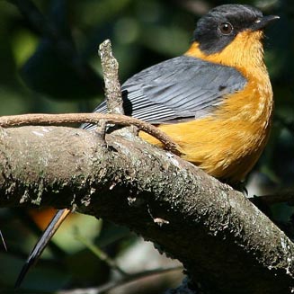 Cossypha dichroa (Chorister robin-chat, Chorister robin