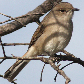 Bradornis pallidus (Pale flycatcher, Pallid flycatcher) 