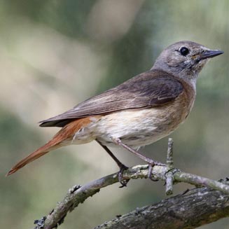 Phoenicurus phoenicurus (Common redstart, Eurasian redstart)