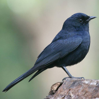 Melaenornis pammelaina (Southern black flycatcher)