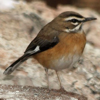 Cercotrichas quadrivirgata (Bearded scrub-robin) 