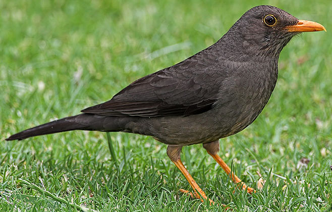 Turdus smithi (Karoo thrush) 