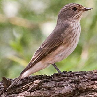 Muscicapa striata (Spotted flycatcher)