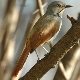 Cichladusa arquata (Collared palm-thrush)