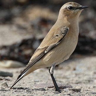Oenanthe oenanthe (Northern wheatear, European wheatear) 