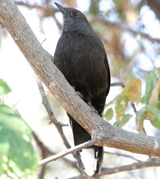 Pinarornis plumosus (Boulder chat) 