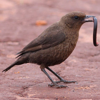 Myrmecocichla formicivora (Ant-eating chat)