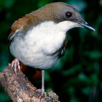 Pseudalethe fuelleborni (White-chested alethe, White-breasted alethe) 
