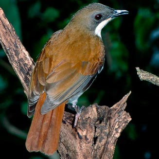 Pseudalethe fuelleborni (White-chested alethe, White-breasted alethe) 