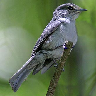Muscicapa caerulescens (Ashy flycatcher, Blue-grey flycatcher) 