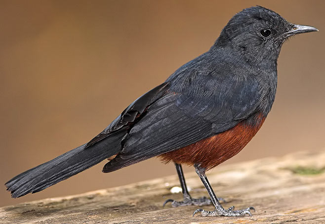 Thamnolaea cinnamomeiventris (Mocking cliff-chat, Mocking chat) 