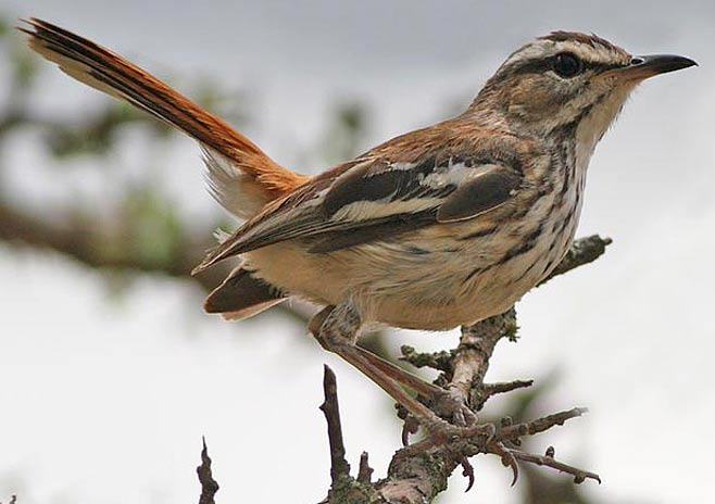 Cercotrichas leucophrys (White-browed scrub-robin) 