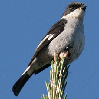 Sigelus silens (Fiscal flycatcher) 