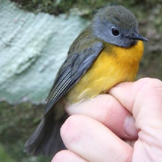 Swynnertonia swynnertoni (Swynnerton's robin)