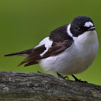 Ficedula albicollis (Collared flycatcher) 