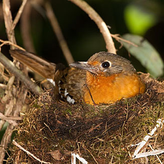 Zoothera gurneyi (Orange ground-thrush, Orange thrush) 